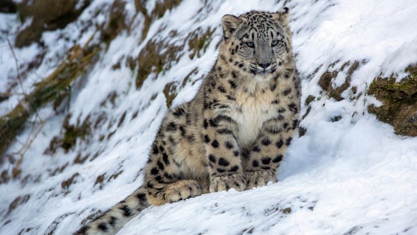 Foto: Zoo Zürich, Peter Bolliger Schneeleopard Warjun im Zoo Zürich.