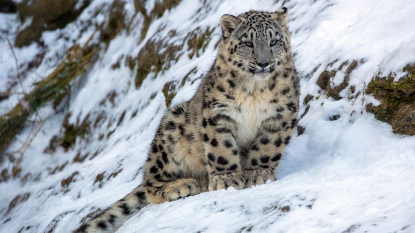 Schneeleopard Warjun im Zoo Zürich.