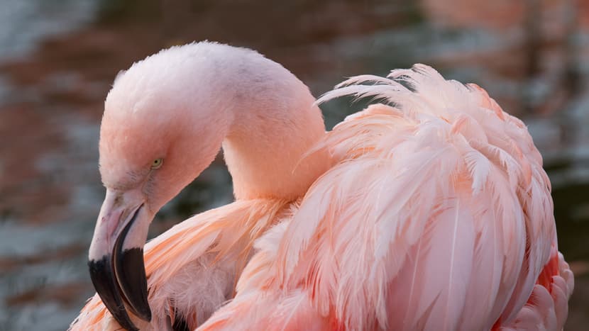 Photo : Zoo de Zurich, Enzo Franchini Flamant du Chili au zoo de Zurich