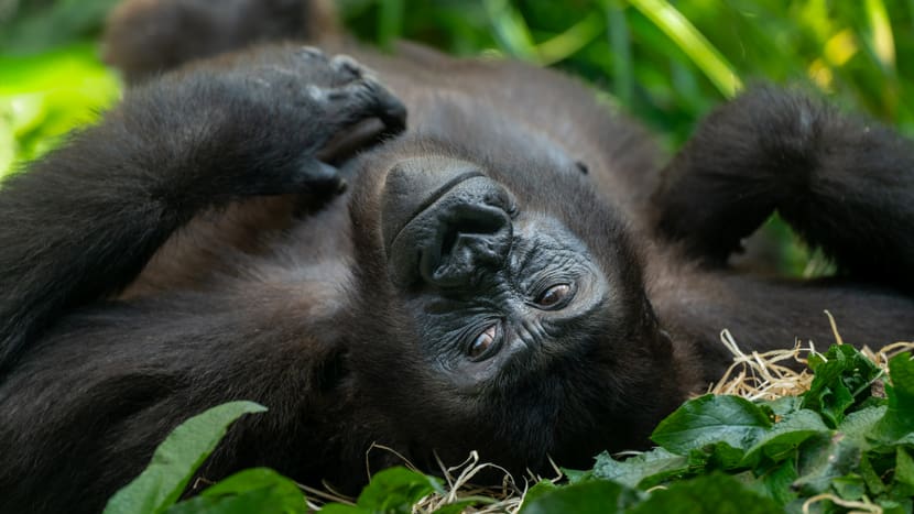 Westlicher Flachlandgorilla (Ivindo)
