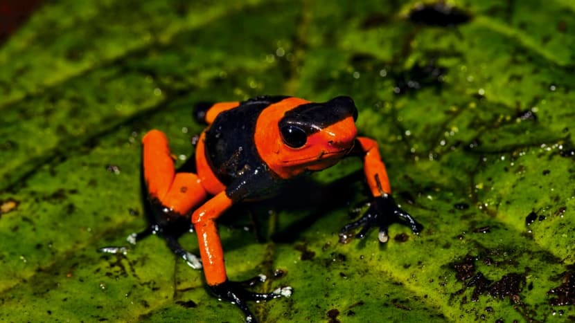 Foto: Zoo Zürich, Martin Bauert Lehmanns Giftfrosch.