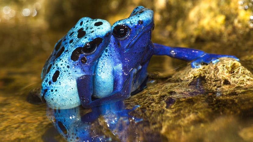 Blaue Pfeilgiftfrösche im Zoo Zürich.