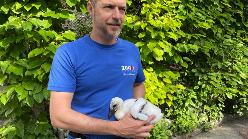 Tierpfleger Nicolai Becker trägt das gerette Storchen-Küken zurück in den Horst.