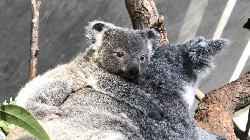 Koala Uki. Bild: Philipp Lederle
