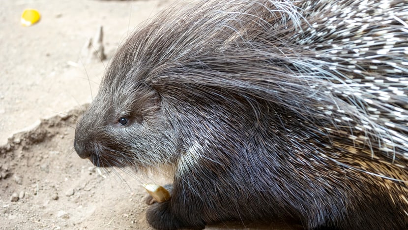Ausgewachsenes Stachelschwein im Zoo Zürich. 