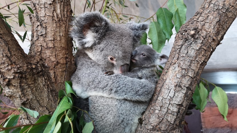 Koala Pippa mit ihrem Jungtier Uki im Zoo Zürich.