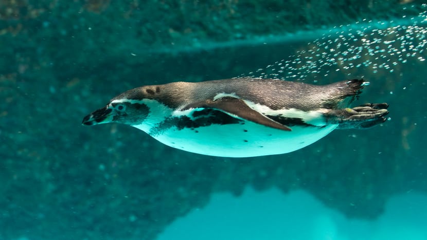 Humboldtpinguin im Zoo Zürich.