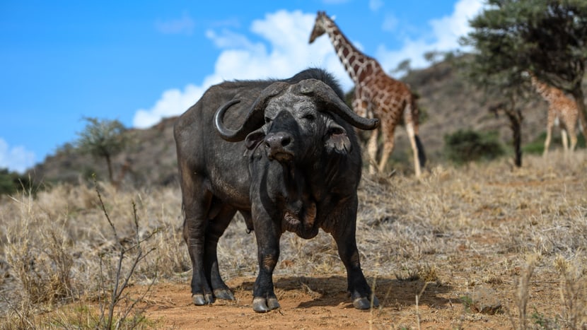 Foto: Zoo Zürich, Pascal Marty Büffel in Lewa