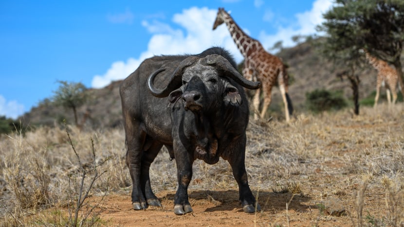 Büffel in Lewa