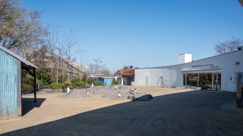 Foto: Zoo Zürich, Robert Zingg Zoo Zürich im März 2020, für die Besucher aufgrund der Covid-19-Pandemie geschlossen.