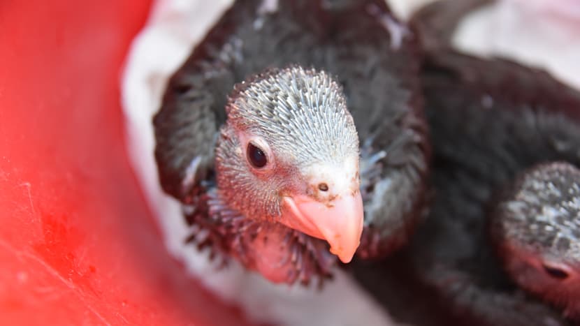 Junger Grosser Vasapapagei im Zoo Zürich.