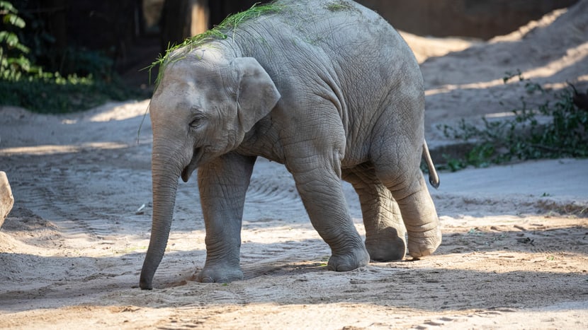 Umesh im Zoo Zürich. 