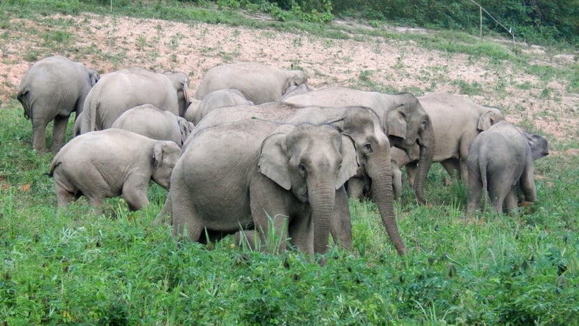 Foto: WCS Thailand Asiatische Elefanten im Kaeng Krachan Nationalpark in Thailand