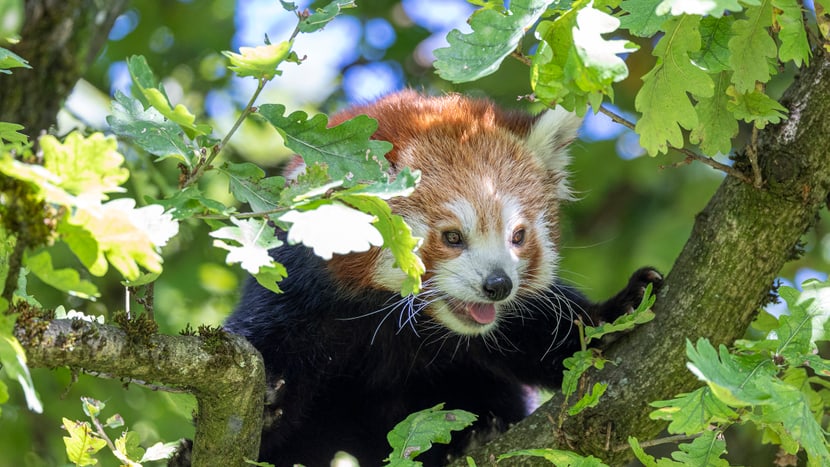 Foto: Zoo Zürich, Enzo Franchini Kleiner Panda Tiang Tang im Zoo Zürich.