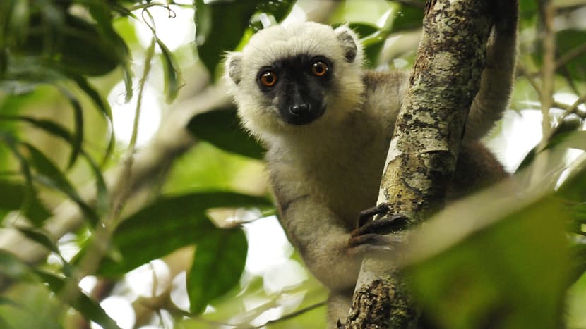 Foto: Zoo Zürich, Martin Bauert Weisskopfmaki im Masoala Nationalpark.