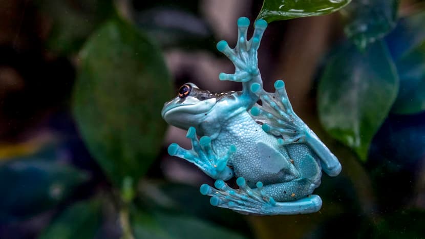 Baumhöhlen-Krötenlaubfrosch im Zoo Zürich.