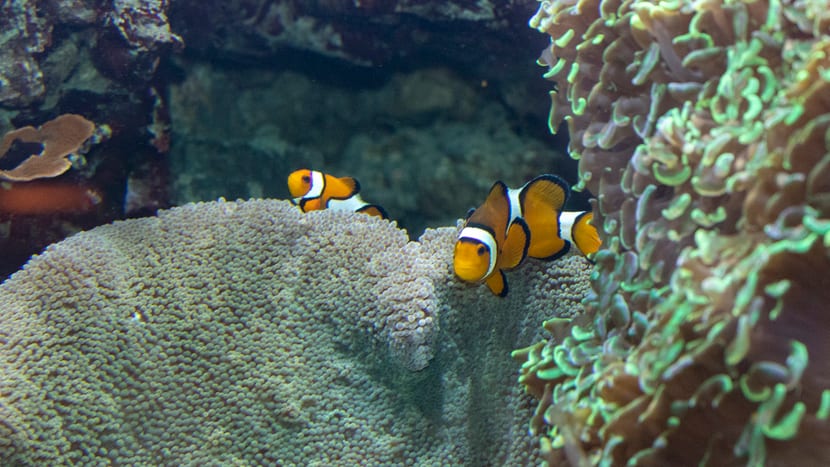 Foto: Zoo Zürich, Enzo Franchini Falscher Clown-Anemonenfisch im Aquarium des Zoo Zürich.