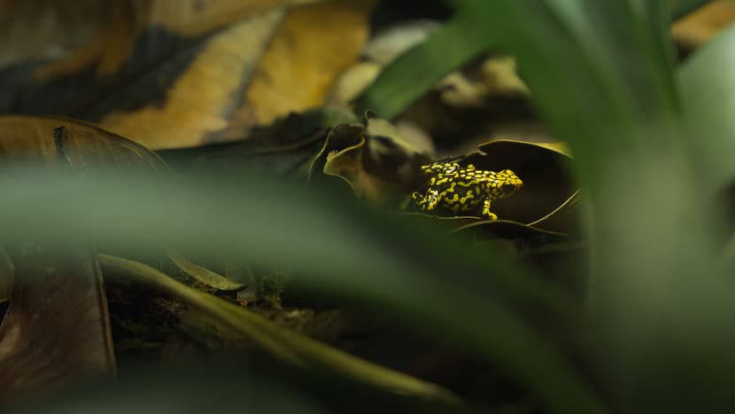 Anchicayá-Baumsteiger (Oophaga anchicayensis)