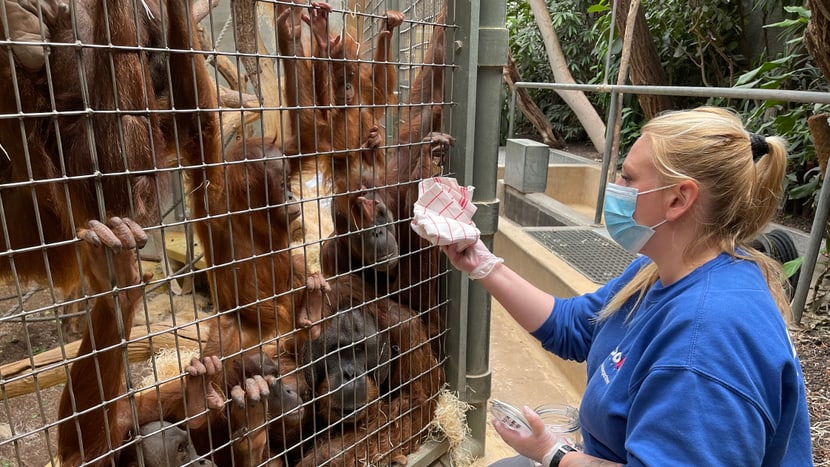 Tierpflegerin Doris Heimgartner macht mit einem Tuch einen Abrieb für eine Geruchsprobe der Sumatra-Orang-Utans.
