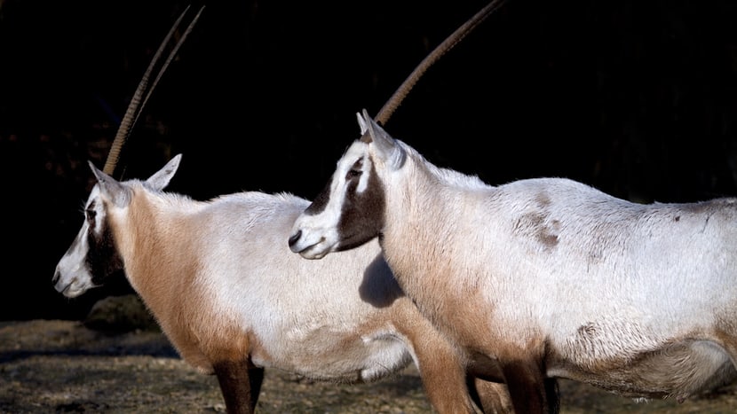 Arabische Oryx im Zoo Zürich.