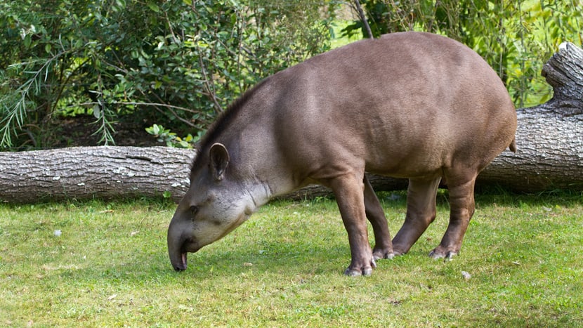 Foto: Zoo Zürich, Enzo Franchini Flachlandtapir im Pantanal des Zoo Zürich.
