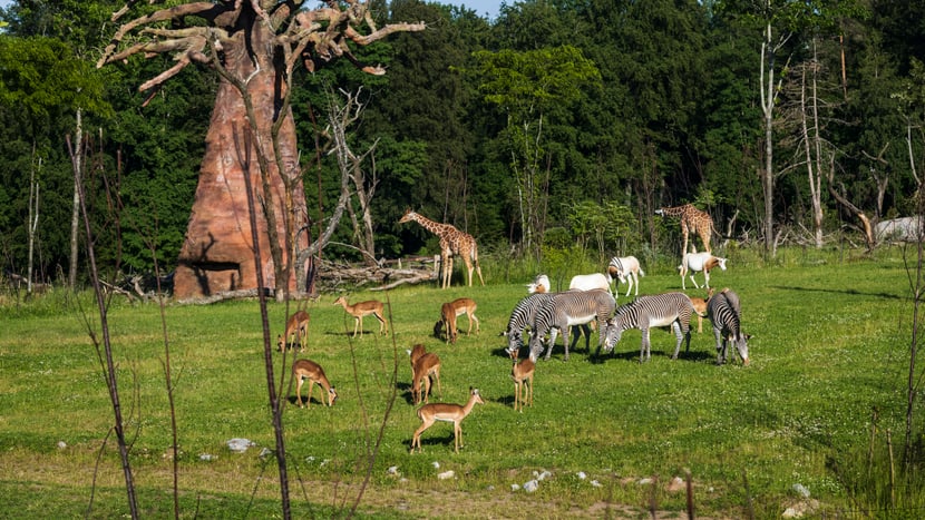 Lebensgemeinschaft in der Lewa Savanne im Zoo Zürich.