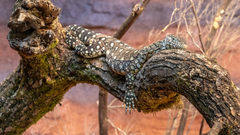 Riesenwaran in der Australienanlage des Zoo Zürich.