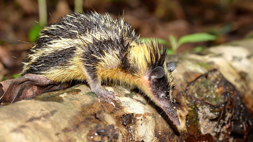 Foto: Zoo Zürich, Martin Bauert Streifentanrek im Masoala Nationalpark.