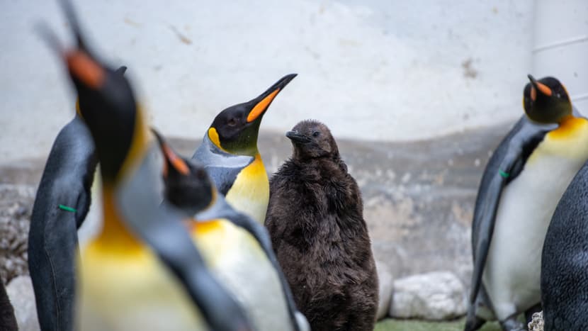 Foto: Zoo Zürich, Pascal Marty Königspinguine