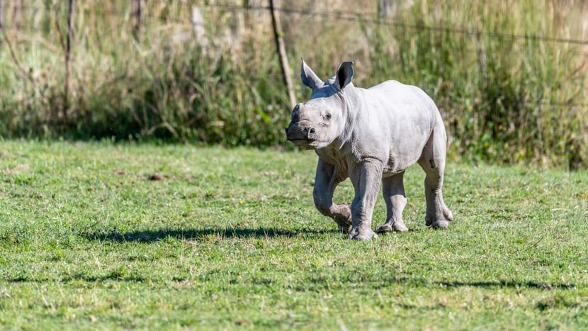 Foto: Zoo Zürich, Marco Schaffner Nashornkalb Ushindi beim ersten Ausflug in die Savanne.