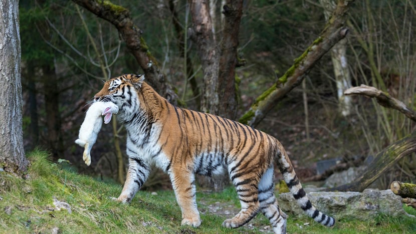 Amurtigerin Elena mit Futter im Zoo Zürich.