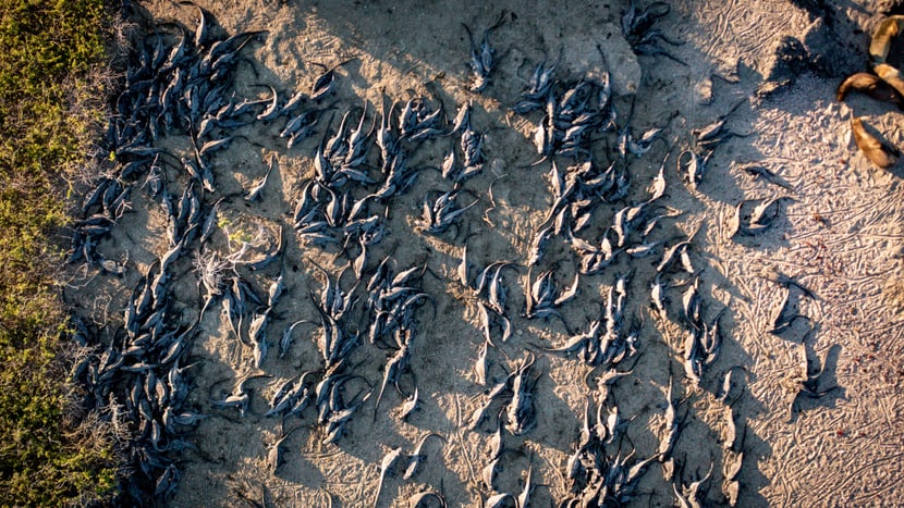 drone sample cabo douglas, Fernandina 2_iguanas from above