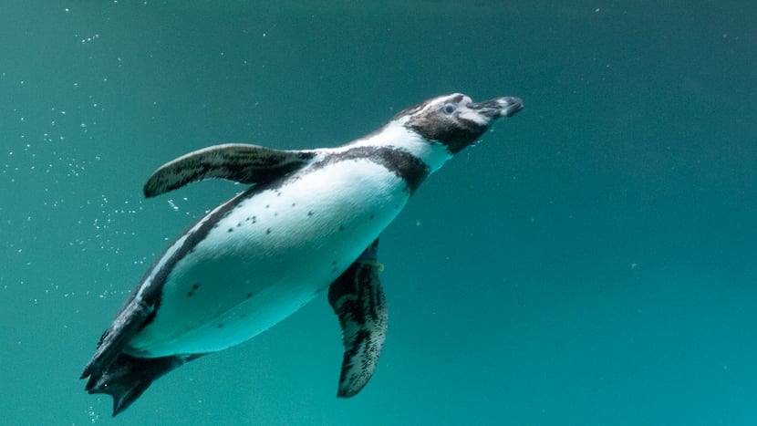 Humboldtpinguin im Zoo Zürich.