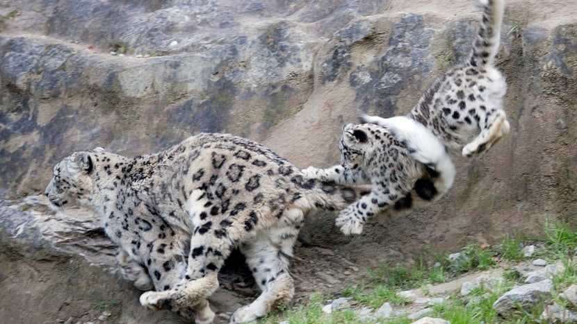 Foto: Zoo Zürich, Peter Bolliger Schneeleopard Villy mit seiner Tochter Okara im Zoo Zürich.