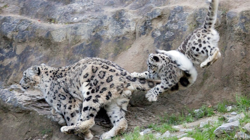 Schneeleopard Villy mit seiner Tochter Okara im Zoo Zürich.