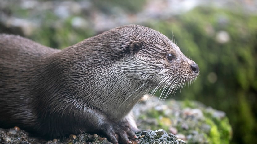 Europäischer Fischotter Lulu im Zoo Zürich.