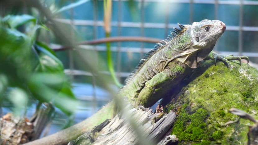 Foto: Zoo Zürich, Pascal Marty Kleiner Antillen-Leguan im Exotarium des Zoo Zürich.