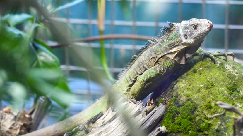 Kleiner Antillen-Leguan im Exotarium des Zoo Zürich.