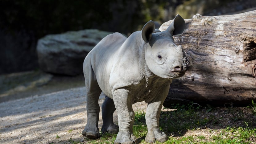 Foto: Zoo Zürich, Enzo Franchini Spitzmaulnashörner Olmoti im Mai 2015.