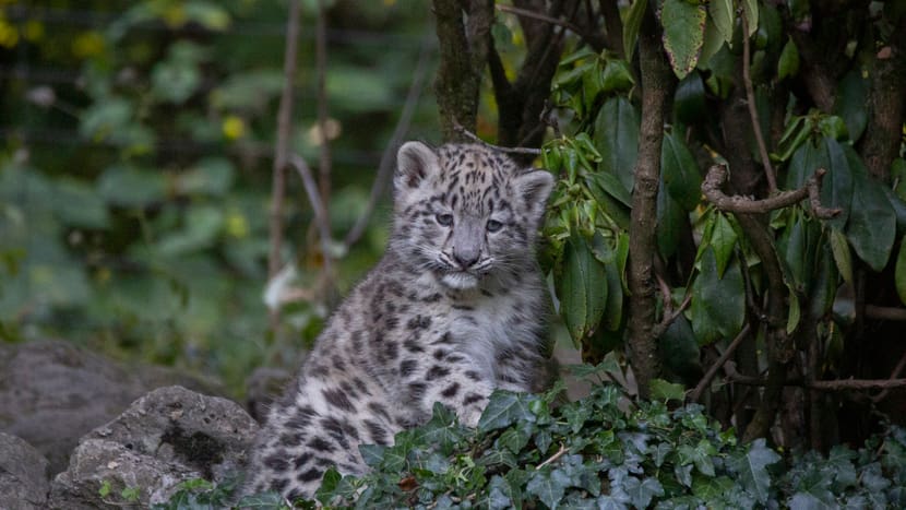 Schneeleoparden-Jungtier Warja im Zoo Zürich.