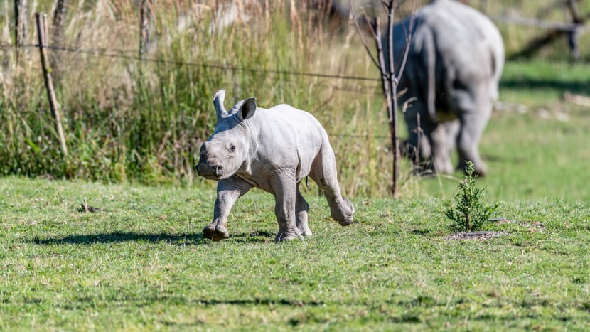 Foto: Zoo Zürich, Marco Schaffner Nashornkalb Ushindi beim ersten Ausflug in die Savanne.