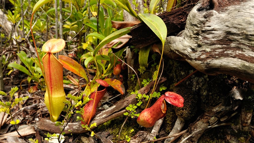 Nepenthes