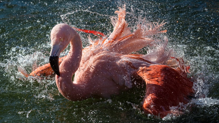 Spendenobjekt Pantanal Voliere Flamingo-Teich