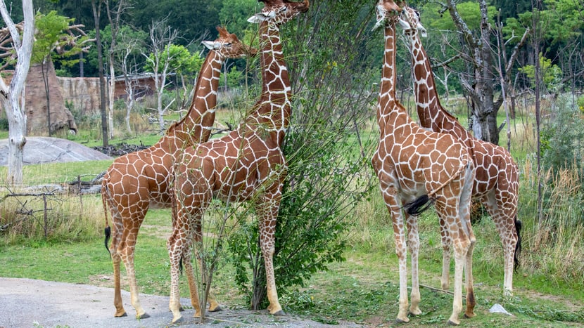 Netzgiraffen Irma, Jahi, Luna und Malou in der Lewa Savanne des Zoo Zürich.