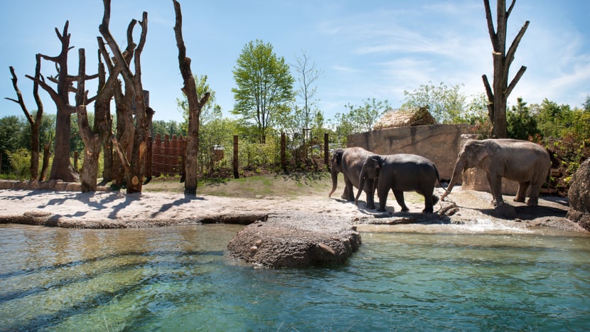 Asiatische Elefanten in der Aussenanlage des Kaeng Krachan Elefantenparks im Zoo Zürich.