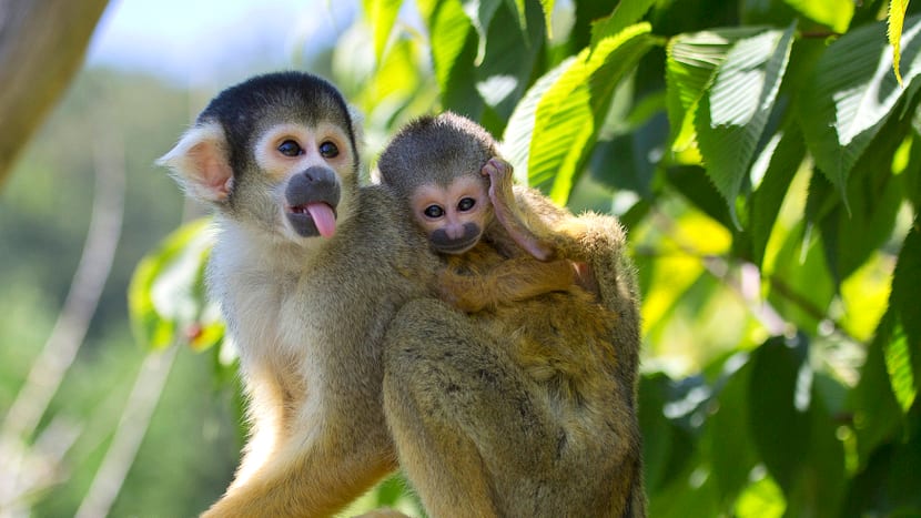 Foto: Zoo Zürich, Peter Bolliger Saimiris im Pantanal des Zoo Zürich.