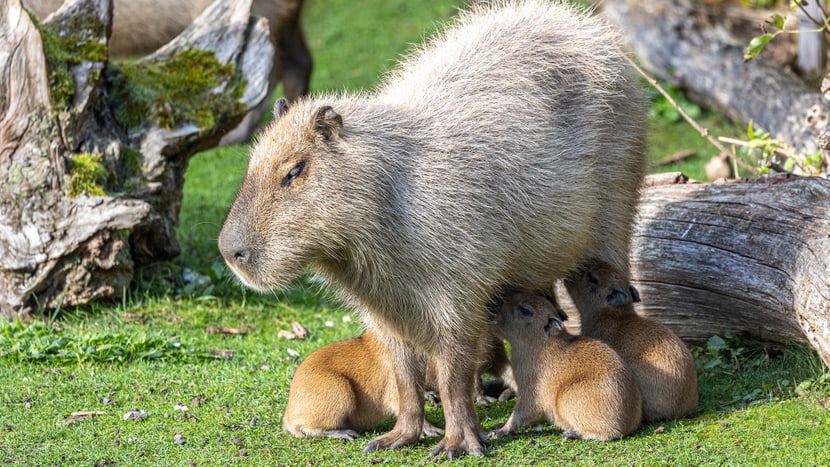 Capybara-Weibchen Sissi mit vier Jungtieren.