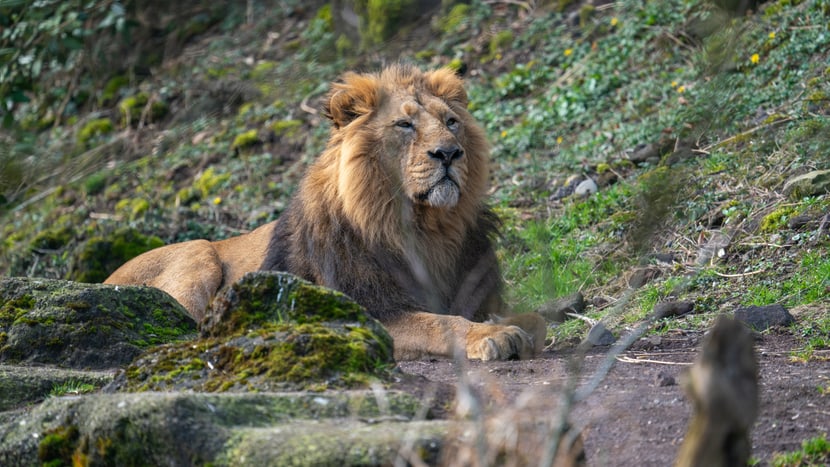 Foto: Zoo Zürich, Marcel Rothmund Asiatisches Löwenmännchen Radja im Zoo Zürich.