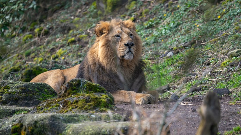 Asiatisches Löwenmännchen Radja im Zoo Zürich.