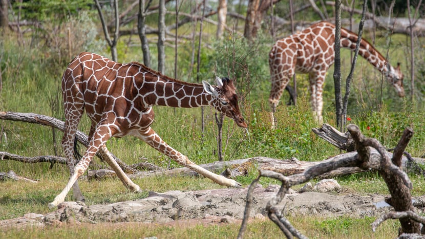 Netzgiraffe Jahi beim Trinken in der Lewa Savanne des Zoo Zürich.